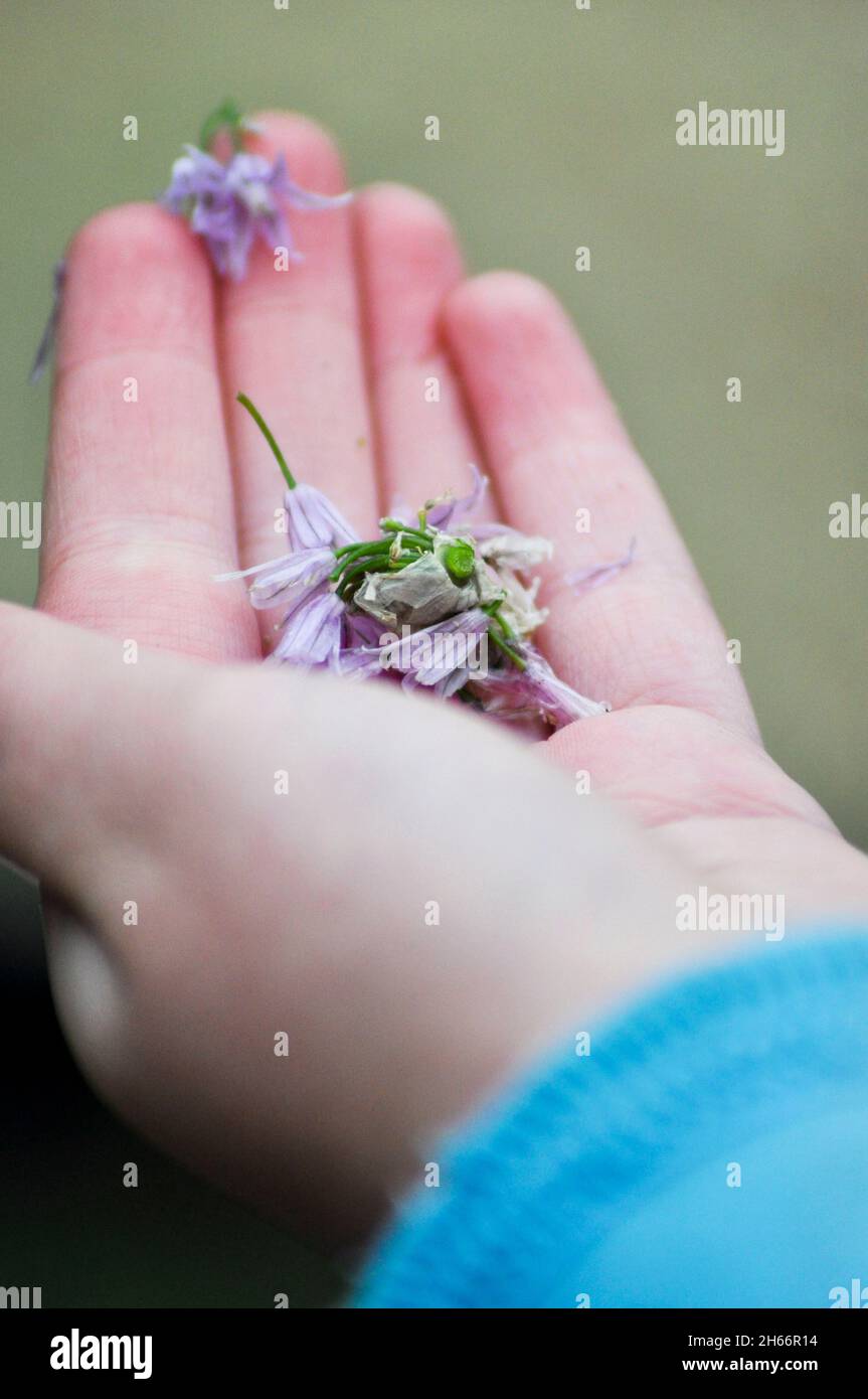 La mano de un niño con flores de cebollino púrpura (Allium schoenoprasum- herb) descansando sobre los dedos Foto de stock