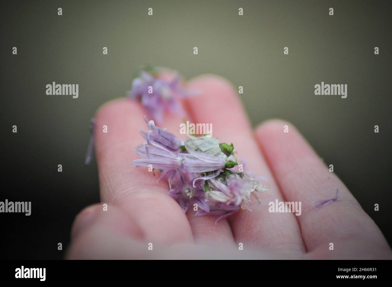 La mano de un niño con flores de cebollino púrpura (Allium schoenoprasum- herb) descansando sobre los dedos Foto de stock