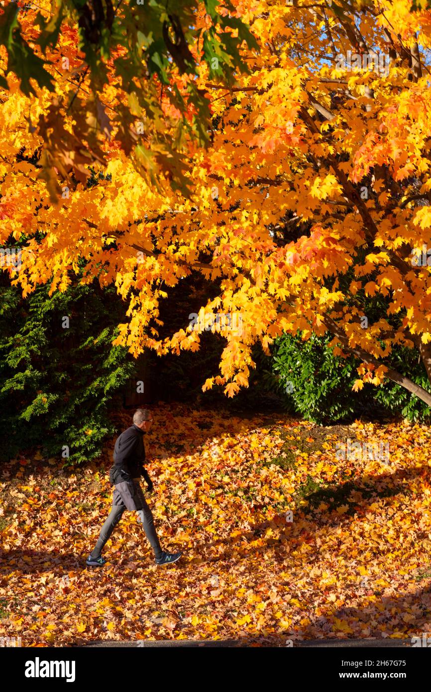 Garrett Park Maryland MD otoño hojas de arce que se vuelve amarillo en el otoño Hombre caminar para hacer ejercicio Foto de stock