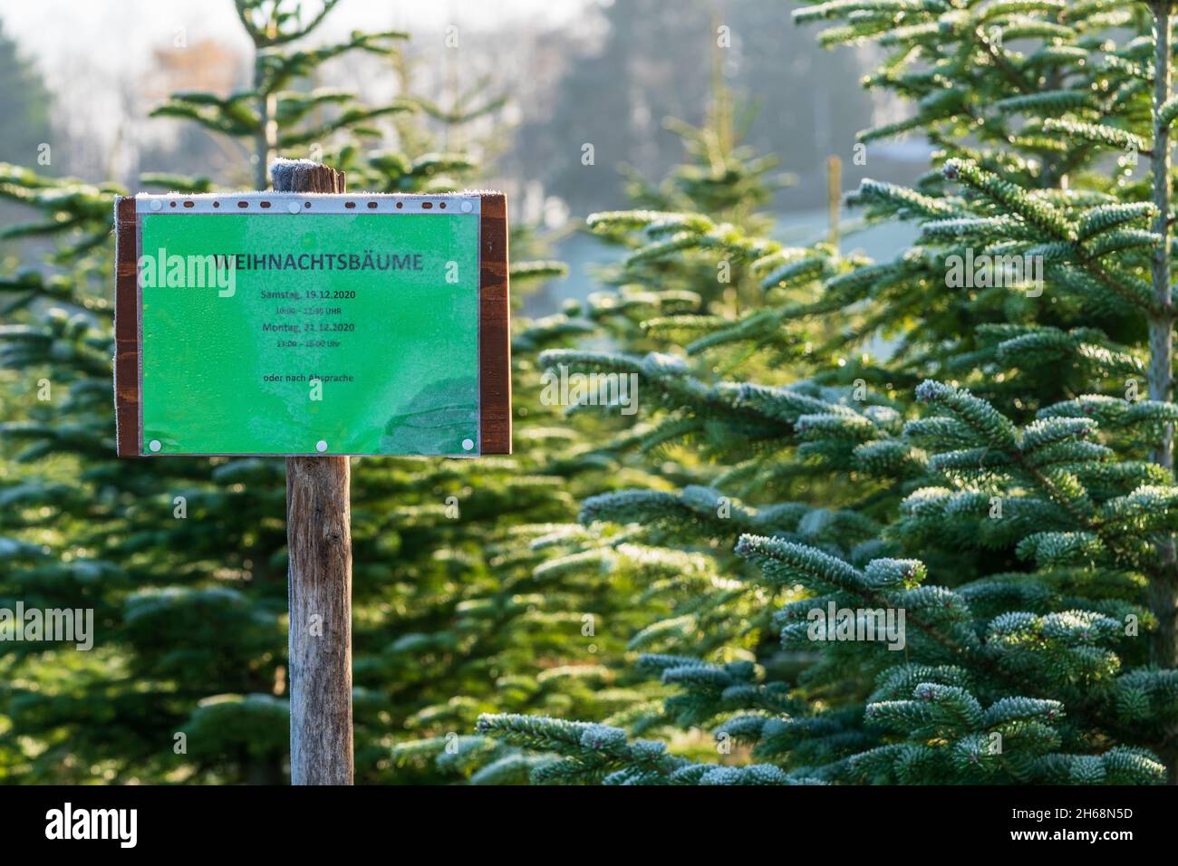 Muestra con letras alemanas 'Venta de árboles de Navidad' delante de abetos perennes cubiertos de hielo en una granja de árboles de Navidad. Anuncio para la venta. Foto de stock