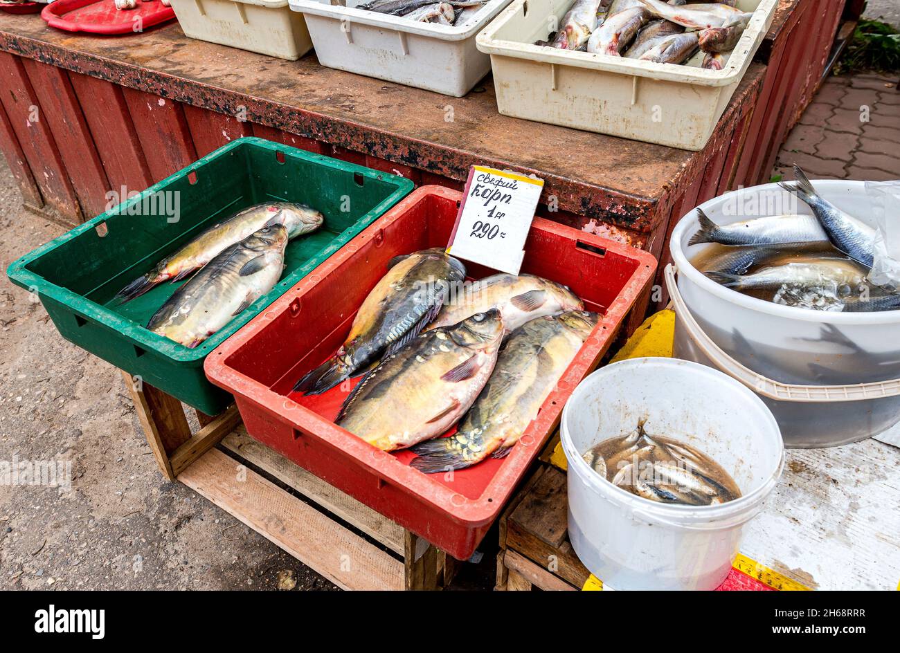 Carpa de pescado de agua dulce recién capturado lista para la venta en el  mercado local. Texto en ruso: Carpa fresca Fotografía de stock - Alamy