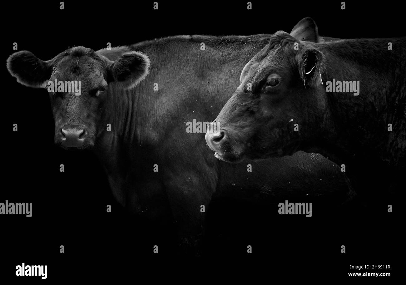 Primer plano de dos vacas Angus alemanas negras aisladas sobre fondo negro Foto de stock
