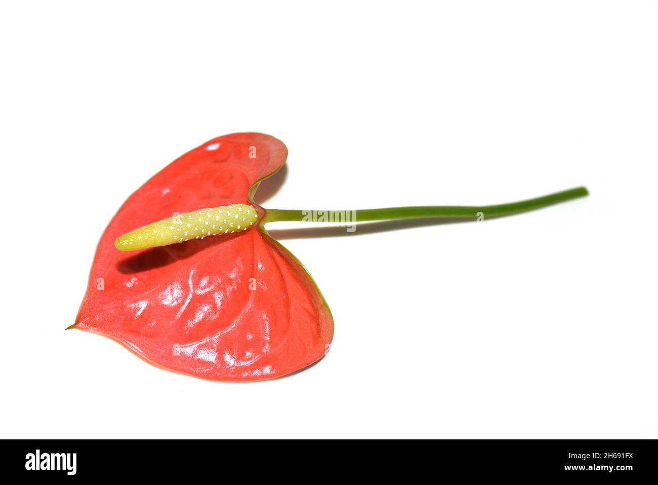 Hoja roja y flor de la flor de flamenco Anthurium sp. Aislado sobre