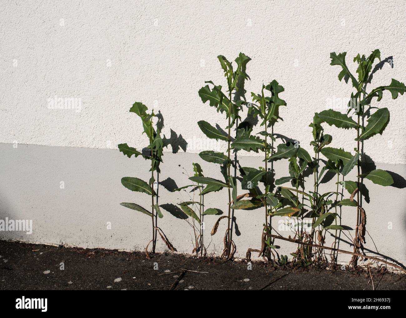 las hojas verdes de las plantas de barba de dos días proyectan sombras en una fachada Foto de stock