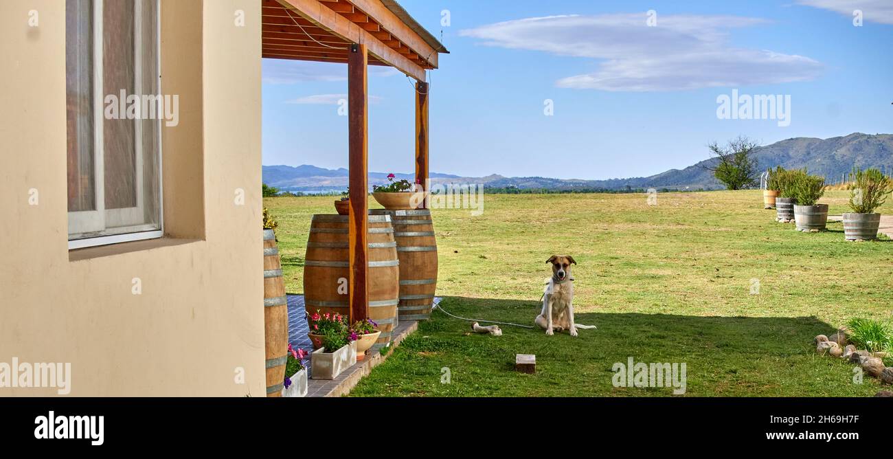 Perro de guardia solitario atado fuera de una casa de viñedos en Argentina. Visita guiada. Barriles de vino de madera. Horizontal Foto de stock