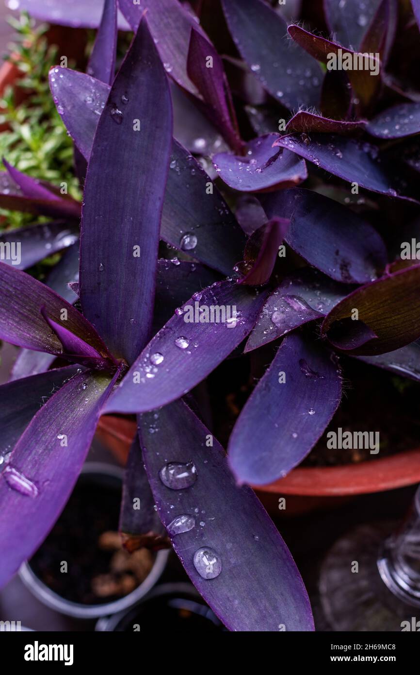 Hermosas hojas púrpura de Tradescantia pallida con gotas de agua transparente Foto de stock