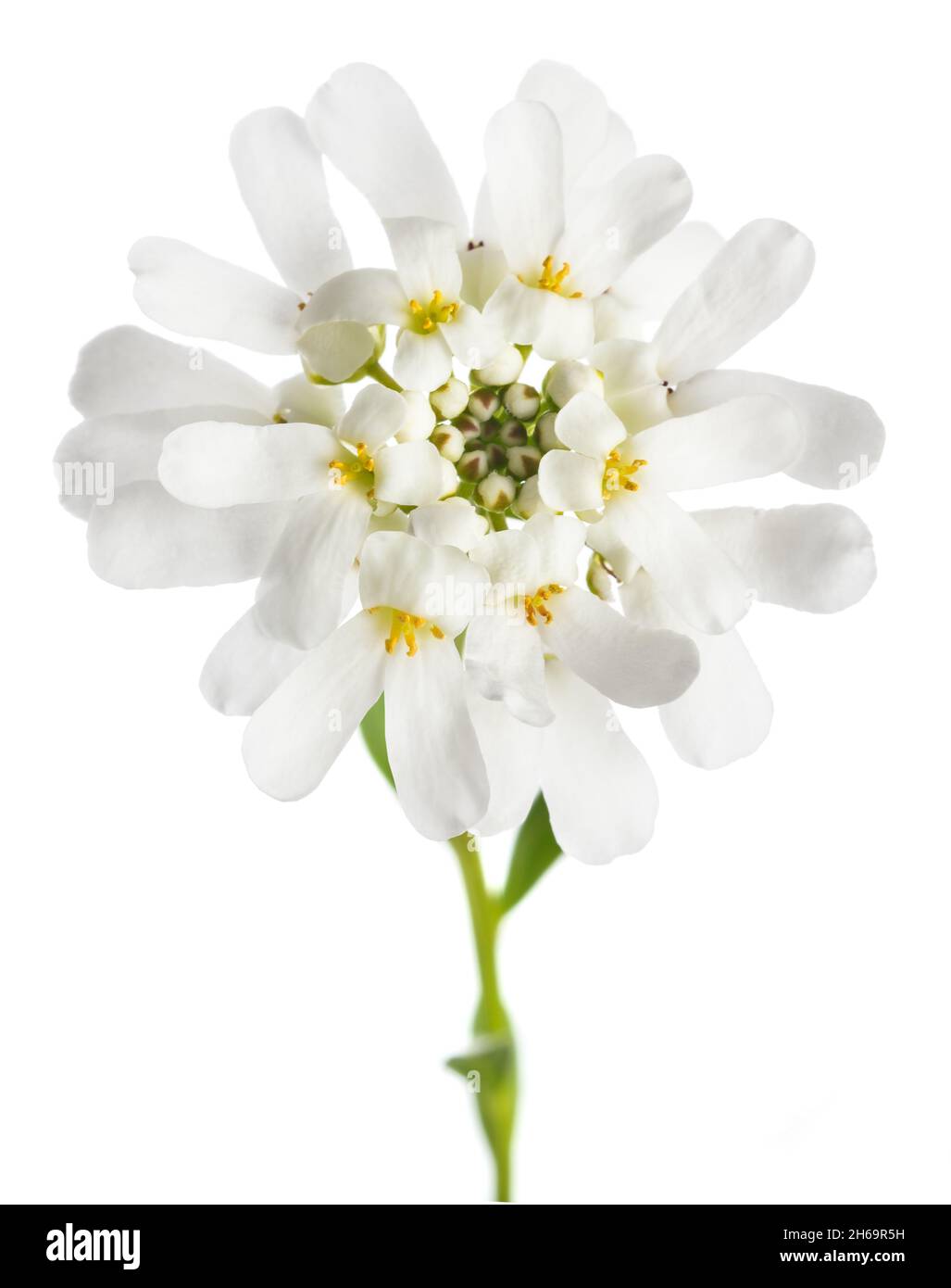 Flor de candytuft aislada sobre fondo blanco Foto de stock