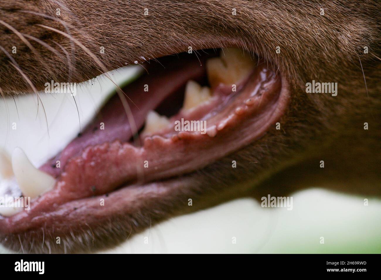 La boca de un perro con dientes blancos afilados. Perro boca abierta primer plano. Vista lateral de la boca del perro. Colmillos de un perro enojado cerca. Foto de stock