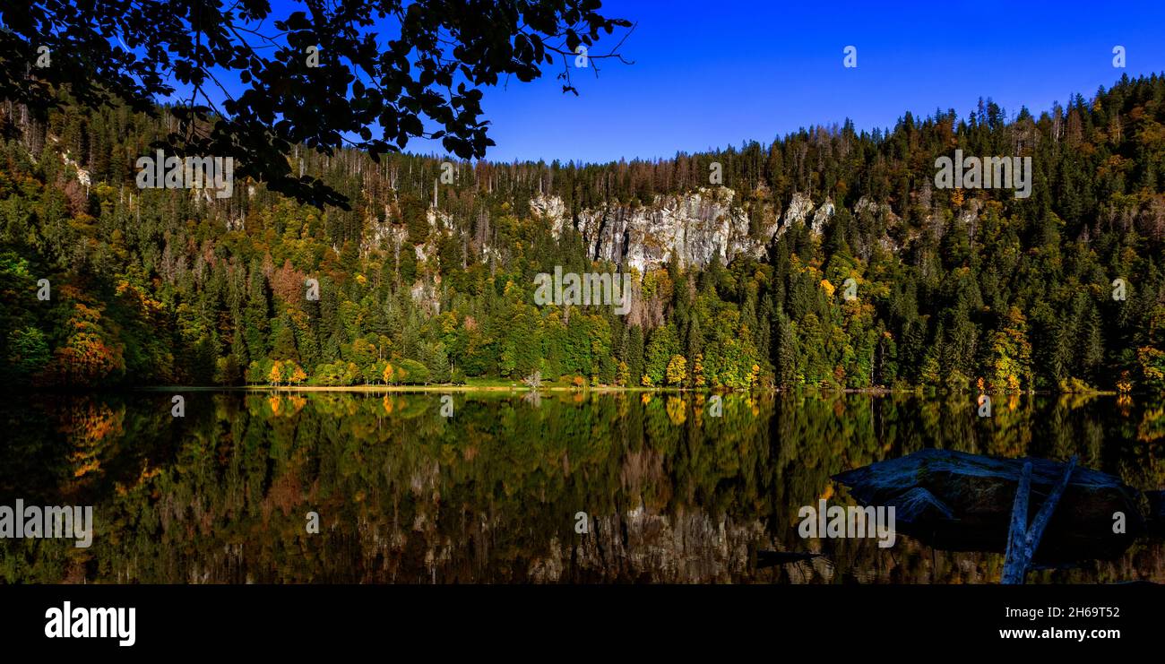 Reflejo de la superficie del agua Feldsee en el Feldberg en el Schwarzwald Foto de stock