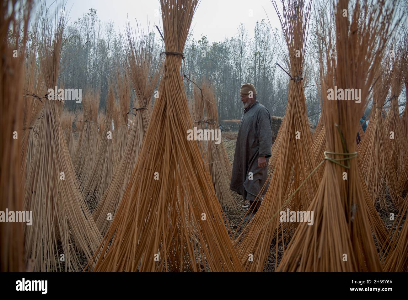 Un trabajador camina por encima de montones de palos de mimbre mantenidos para secar en la orilla del río sindh en Ganderbal. El tejido de mimbre ha sido una parte de tantas culturas alrededor del mundo, y es de hecho la más antigua y extendida de las actividades humanas. Cachemira ha venido cultivando sauce tradicionalmente en las orillas de los ríos, pantanosas o tierras despilfadas y se considera una intervención importante para detener la erosión del suelo. Wicker se utiliza para hacer muchos artículos tradicionales en Cachemira. (Foto de Idrees Abbas / SOPA Images/Sipa USA) Foto de stock