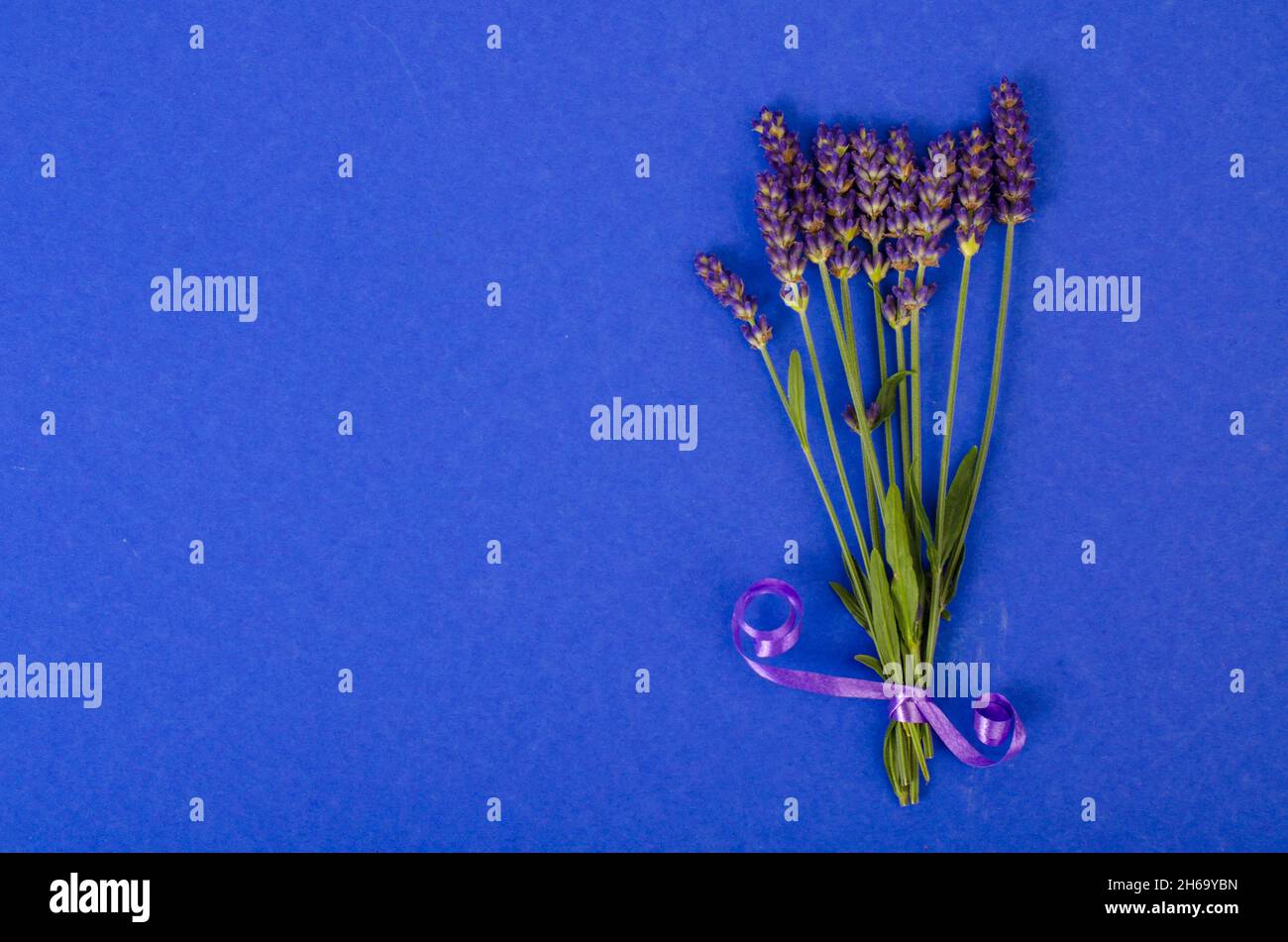 Pequeño ramo de flores de lavanda azul. Foto de estudio Fotografía de stock  - Alamy