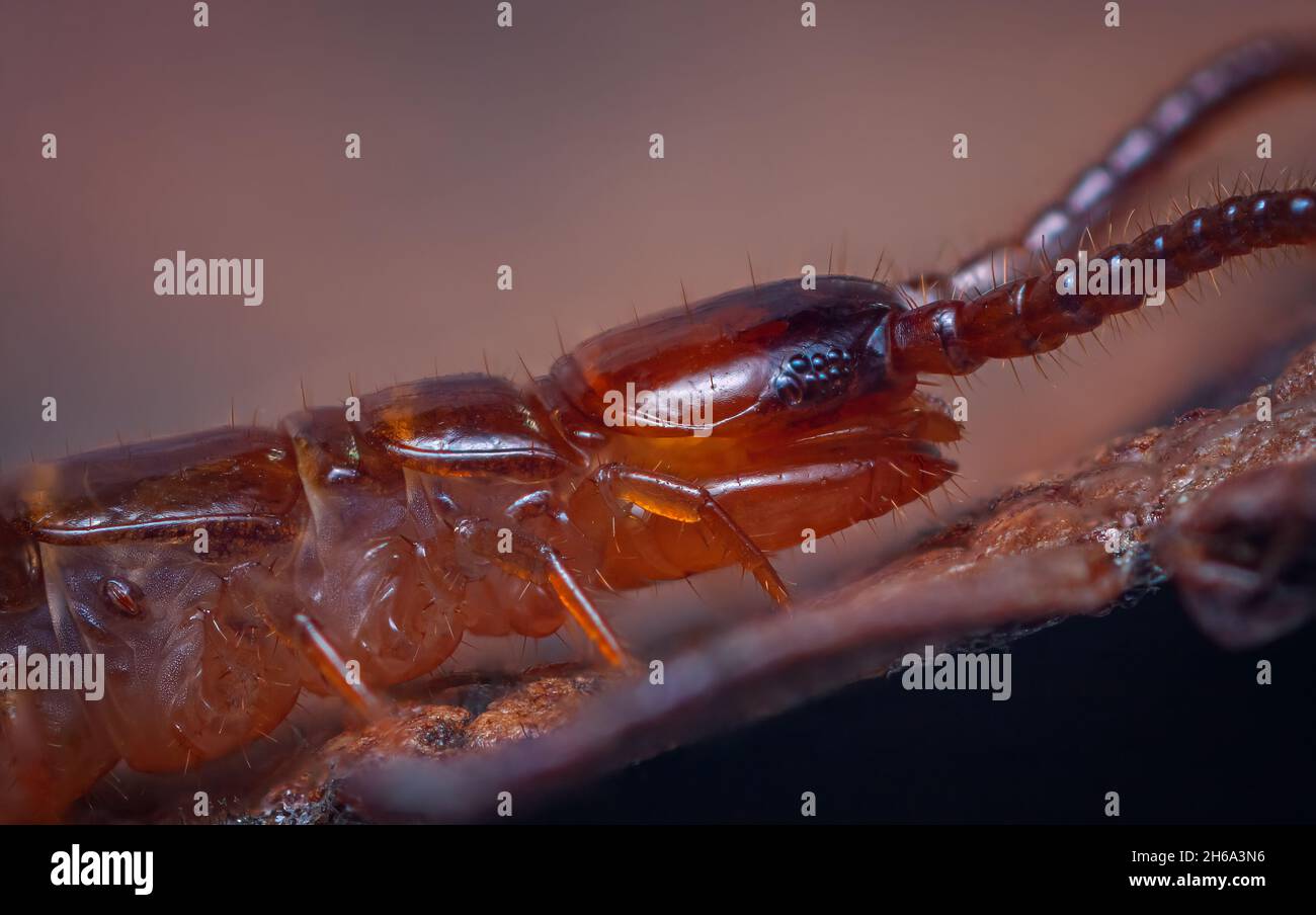 Cerca de Lithobius forficatus, más comúnmente conocido como el centipede marrón o centipede de piedra, es un centipede común europeo de la familia Foto de stock
