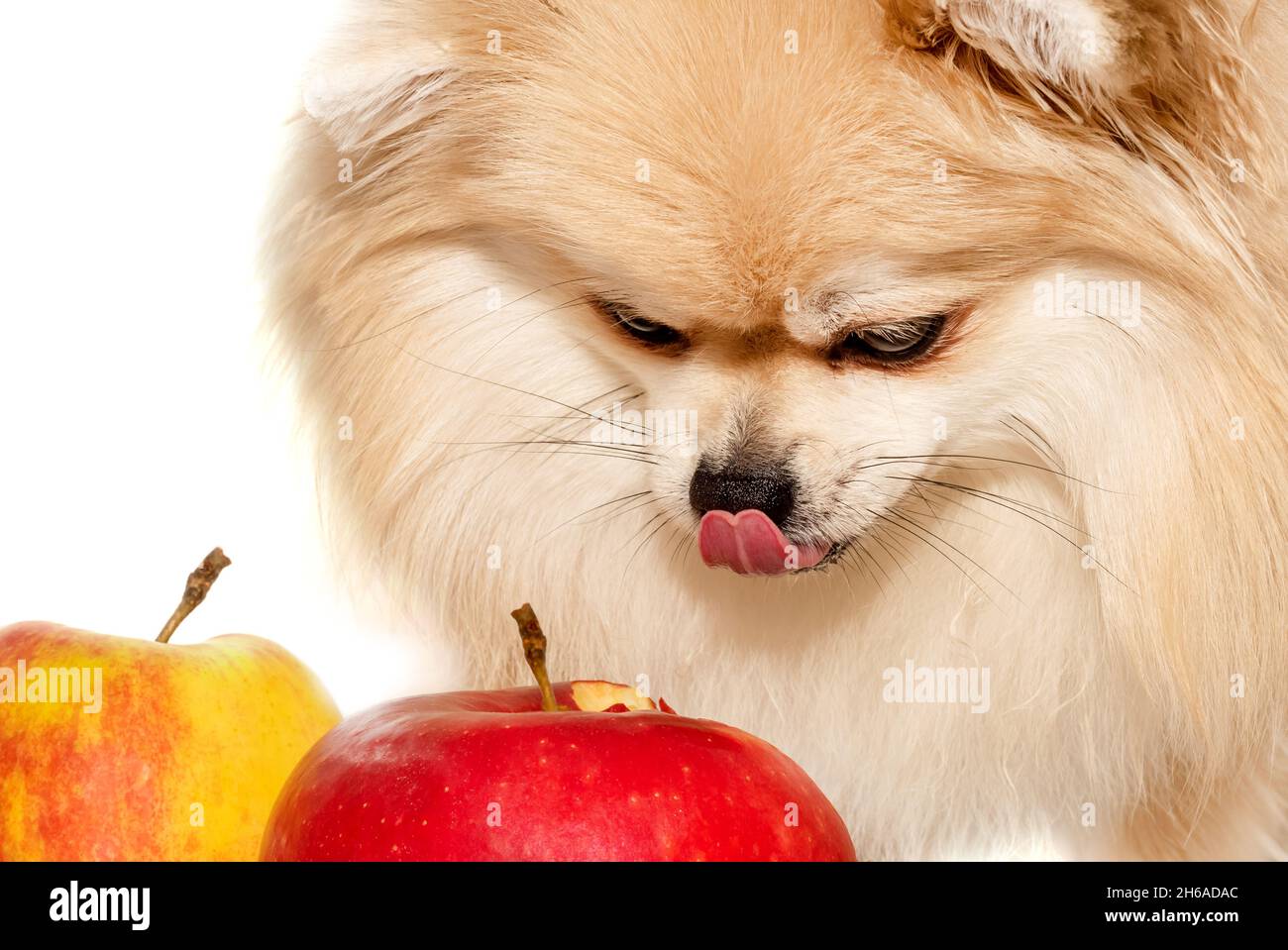 Feliz pomeranian spitz Comer manzana, fruta en un fondo blanco primer  plano. Comida para perros Fotografía de stock - Alamy