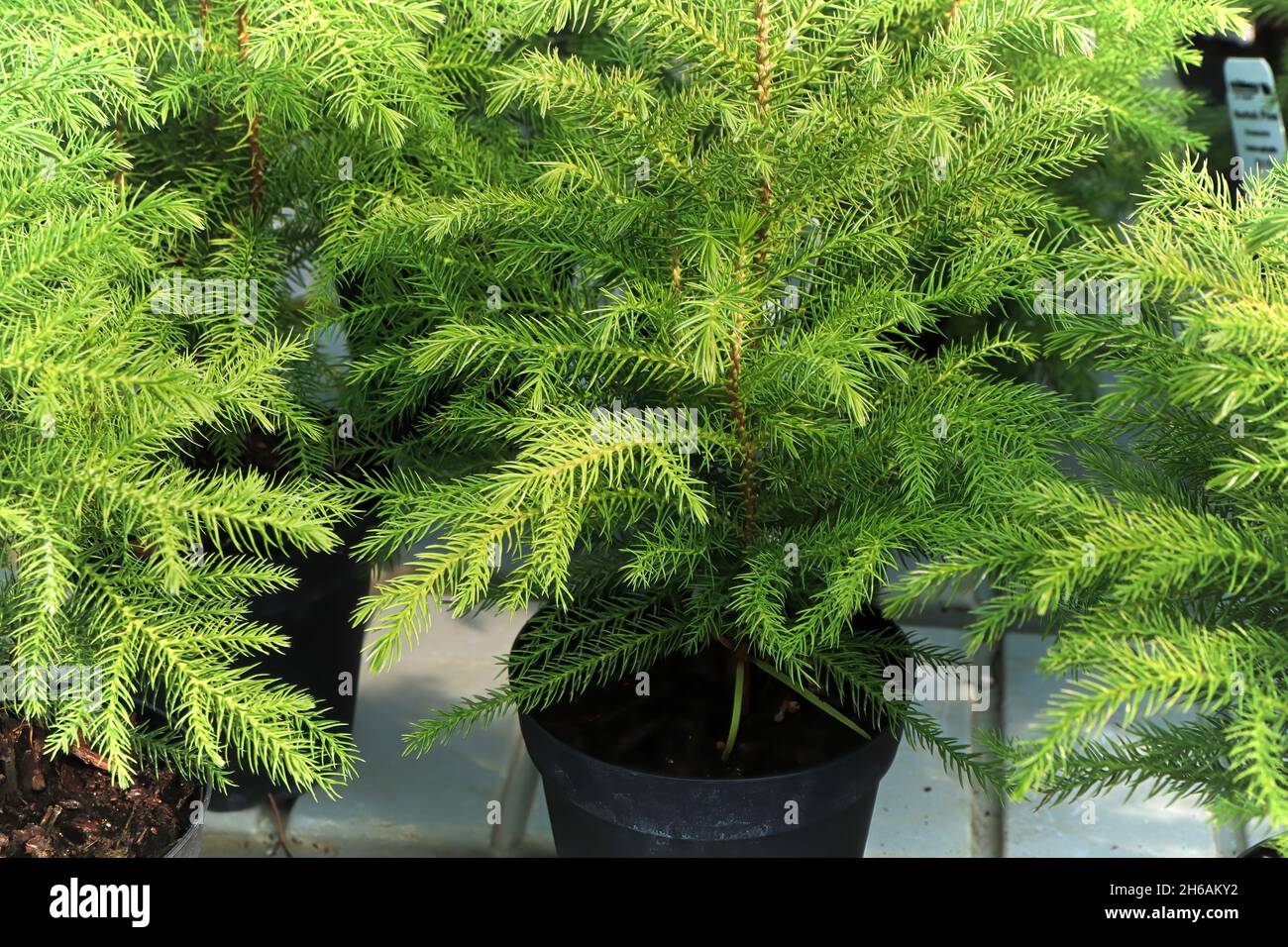 Cierre de una planta de pino de norfolk en macetas verdes Fotografía de  stock - Alamy