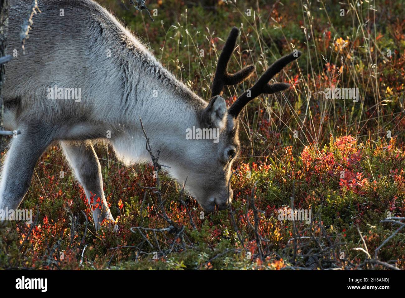 Renos domésticos jóvenes comiendo arbustos en una hermosa mañana de otoño cerca de Kuusamo, en el norte de Finlandia Foto de stock