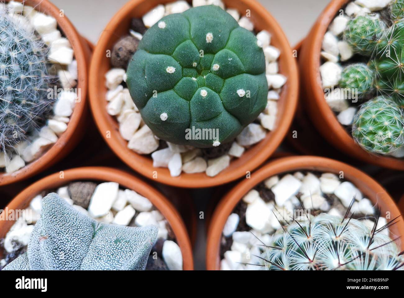 Una vista superior de diferentes hermosos cactus en macetas de arcilla  decoradas con piedras blancas Fotografía de stock - Alamy