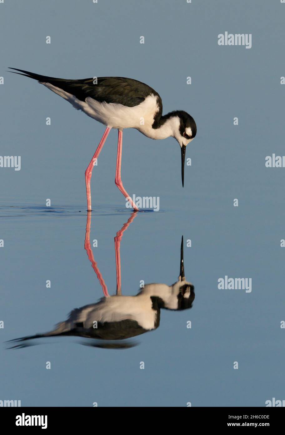 Pilotes de cuello negro (Himantopus mexicanus) vadeando con reflexión en aguas tranquilas y poco profundas, Galveston, Texas, Estados Unidos. Foto de stock