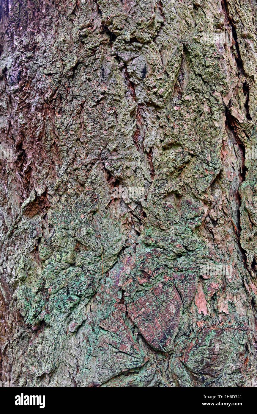 Corteza de árbol (detalle). Pino Douglas (Pseudotsuga menziesii). Dawyck Botanic Gardens, Stobo, Scottish Borders, Escocia, Reino Unido, Europa Foto de stock