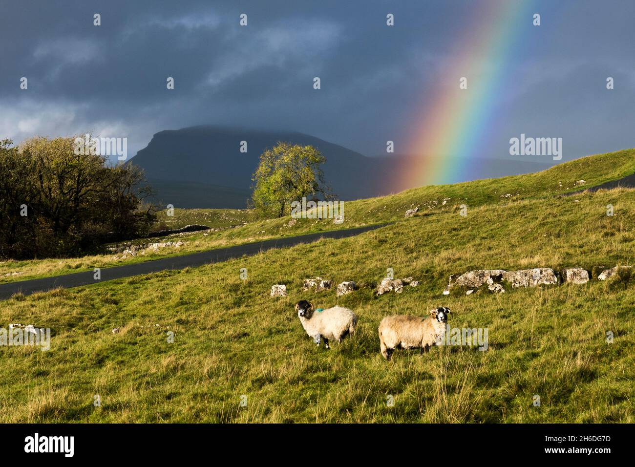 El pastoreo de ovejas en el húmedo clima otoñal al aire libre cayó sobre Langliffe, el Parque Nacional Yorkshire Dales. El pico PEN-Y-gante se ve detrás del arco iris. Foto de stock