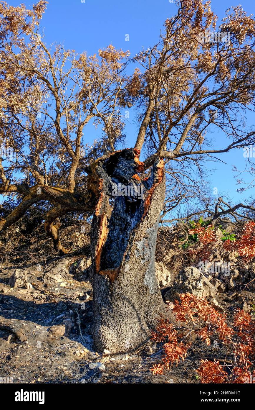 Restos carbonizados de un antiguo roble Holm después de un incendio veraniego en el Parque Natural Sierras Subbéticas, Algar, provincia de Córdoba, Andalucía, España Foto de stock