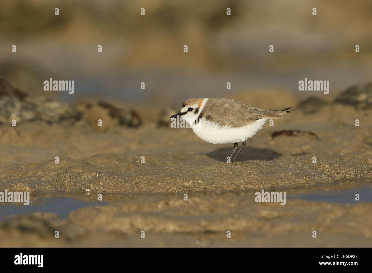 Los amantes de Kentish fuera de la cría se pueden encontrar en costas rocosas antes de reubicarse en un hábitat adecuado de lagunas y áreas intermareales para anidar. Foto de stock