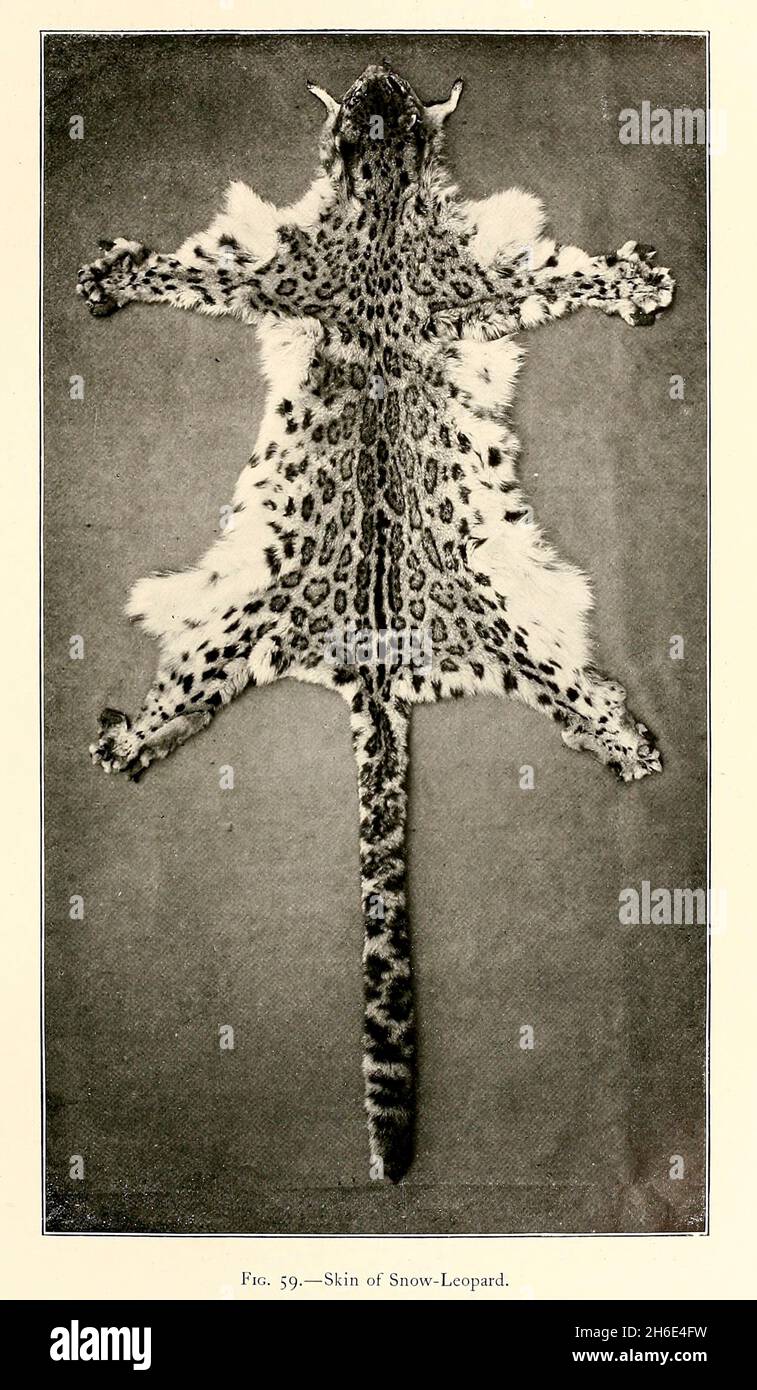 Piel de un leopardo de la nieve (Panthera uncia), del libro ' El gran y  pequeño juego de la India, Birmania, y Tibet ' por Richard Lydekker,  publicado en Londres por R.
