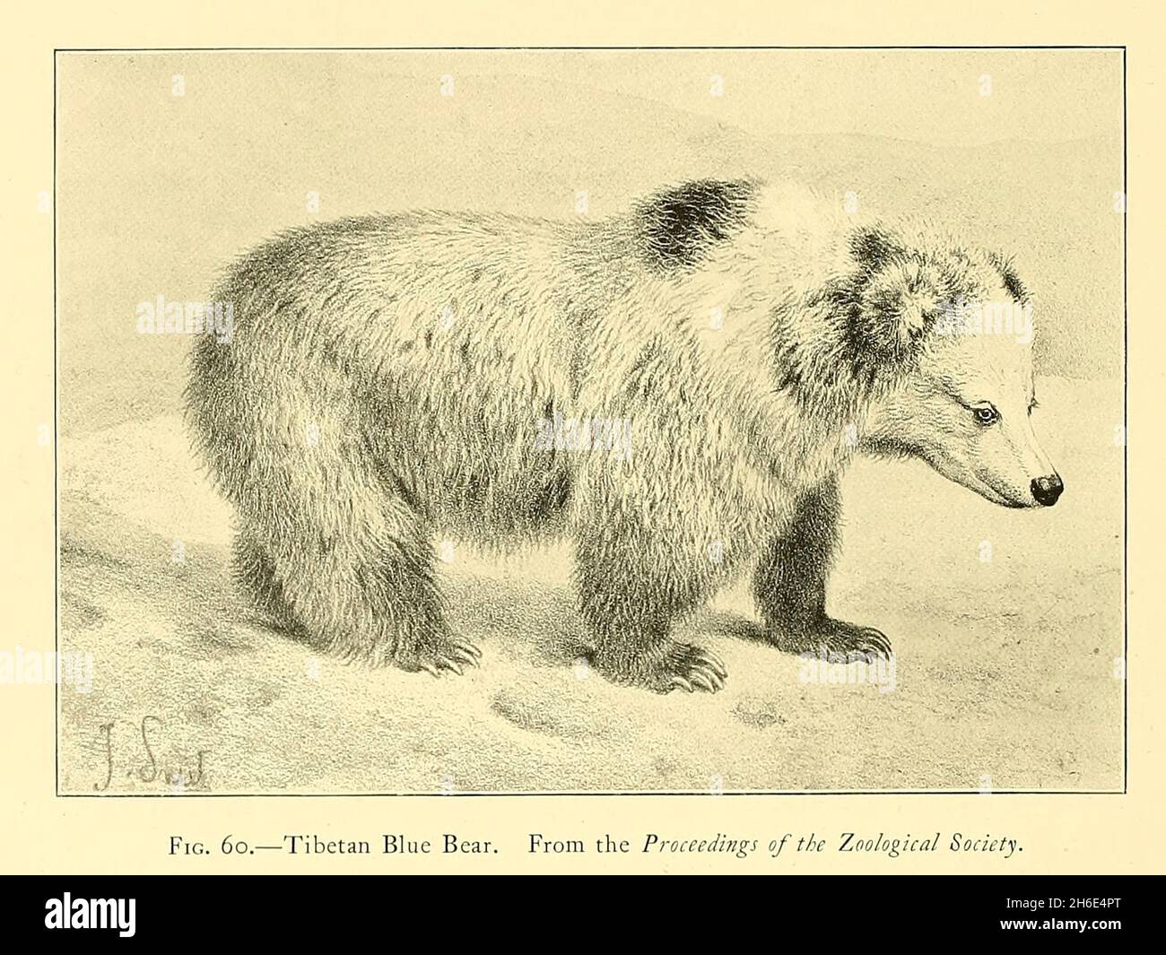 El oso tibetano o oso azul tibetano (Ursus arctos pruinosus) es una subespecie del oso marrón (Ursus arctos) que se encuentra en la meseta tibetana oriental. También es conocido como el oso azul del Himalaya, el oso de nieve del Himalaya, el oso marrón tibetano o el oso del caballo. En tibetano, es conocido como Dom gyamuk. Del libro ' El gran y pequeño juego de la India, Birmania, y Tibet ' por Richard Lydekker, publicado en Londres por R. Ward en 1900 Foto de stock