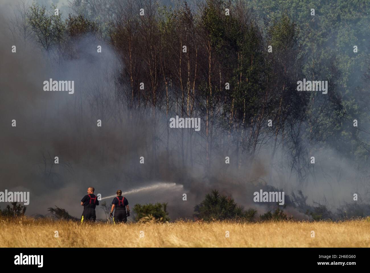 Los bomberos están tratando actualmente de controlar un incendio forestal provocado por la ola de calor en Waltham Forest, East London, esta tarde. Foto de stock