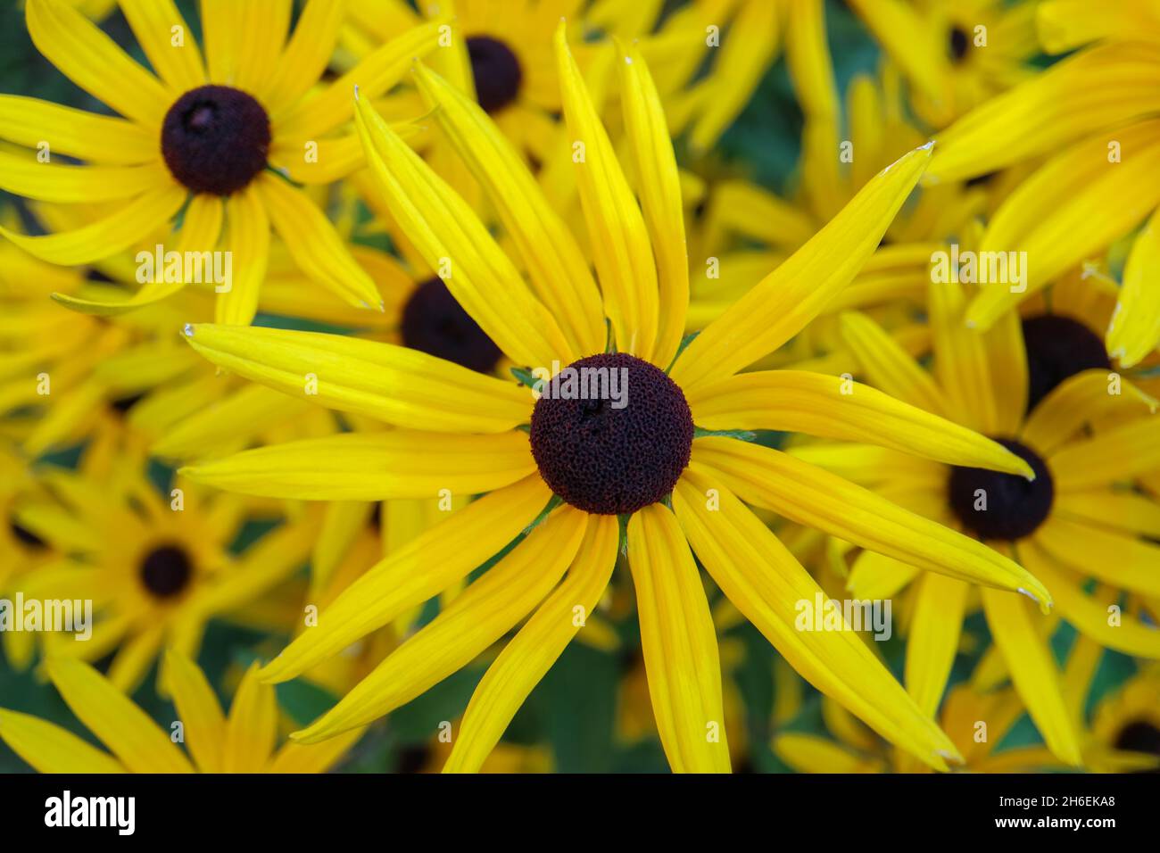 Flores de conejales amarillas en el jardín, Echinacea Paradoxa , La