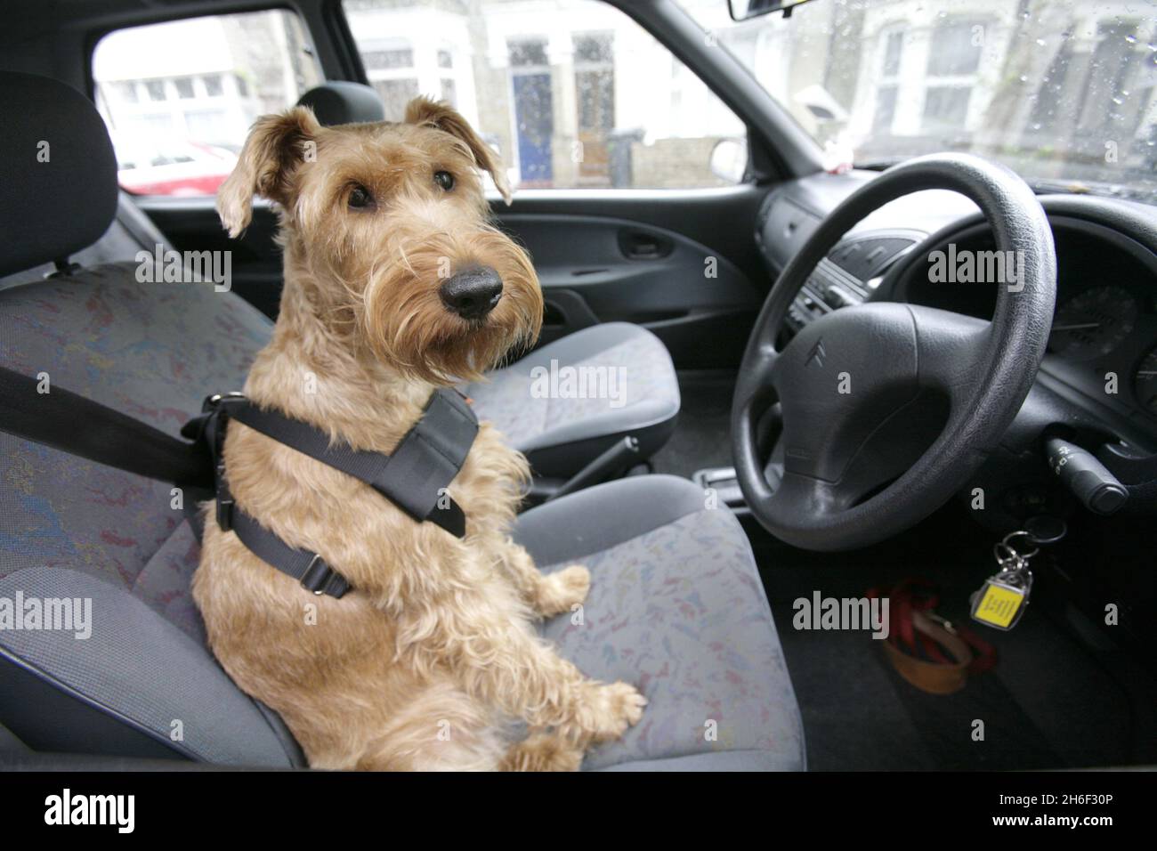 Un perro que lleva un arnés de cinturón de seguridad del RAC. Se ha  advertido que se deben utilizar cinturones de seguridad especialmente  diseñados para sujetar las mascotas durante los viajes en