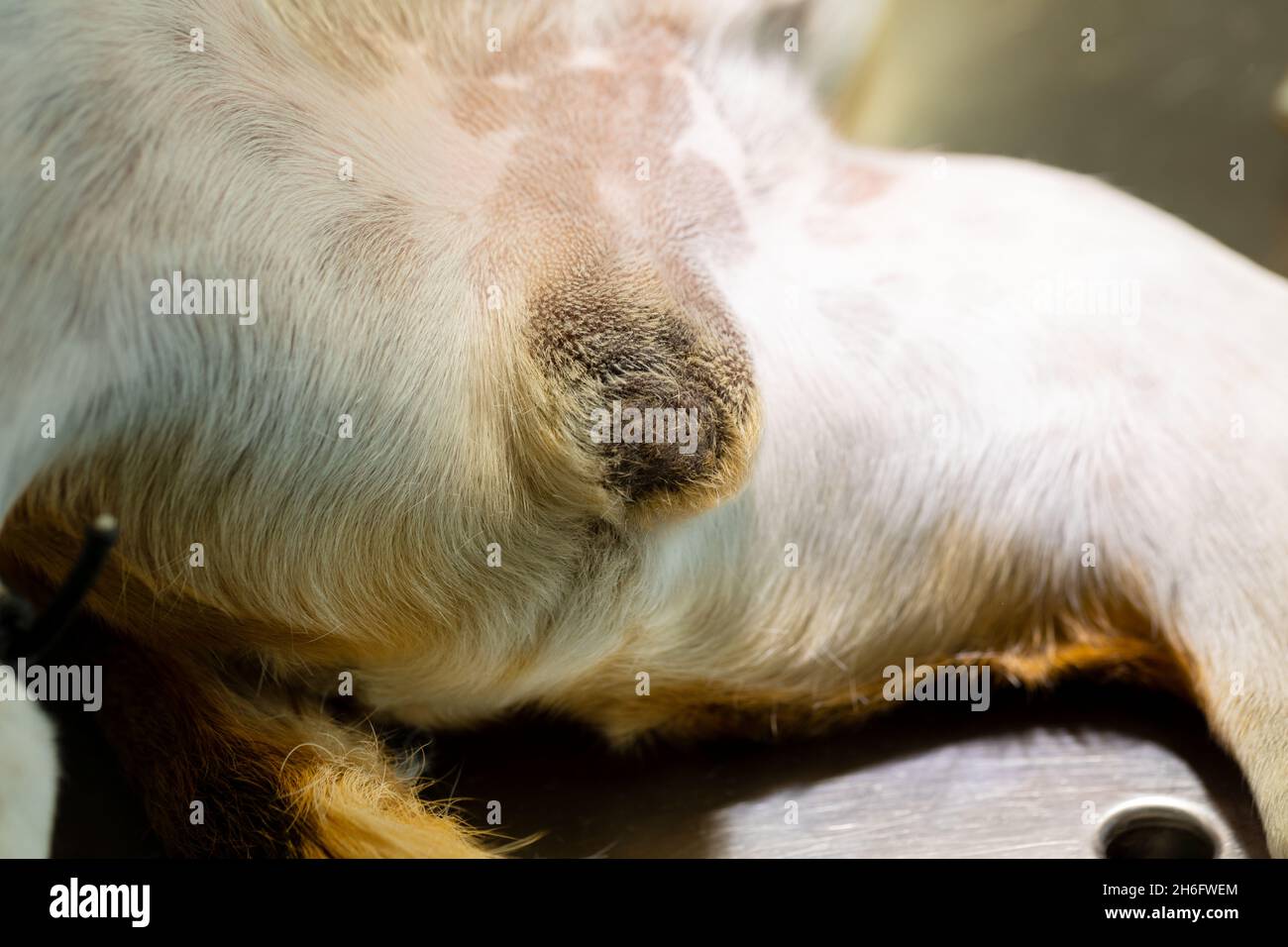 Castración de perro fotografías e imágenes de alta resolución - Alamy