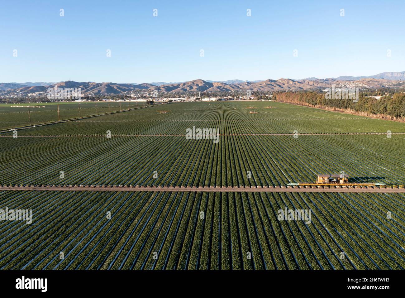 Campos de fresas en la llanura costera de Oxnard cerca de Ventura, California Foto de stock