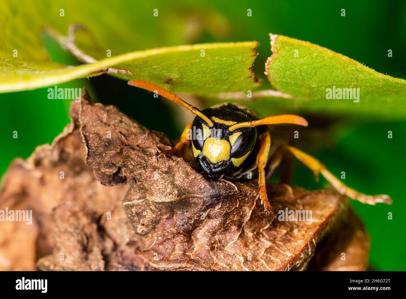 primer plano macro fotografía de una avispa de chaqueta amarilla Foto de stock