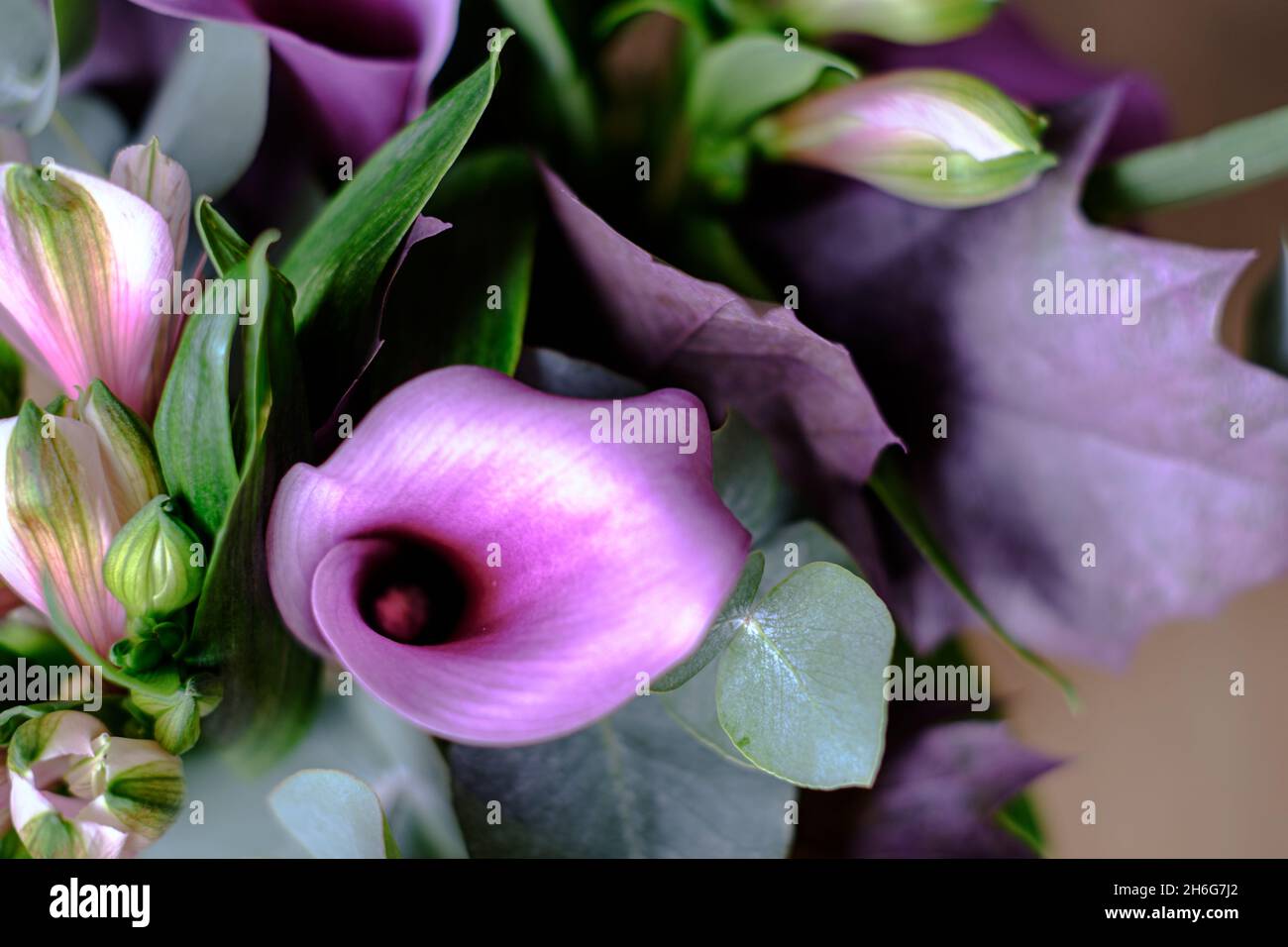 Planta verde en bulbo fotografías e imágenes de alta resolución - Página 7  - Alamy