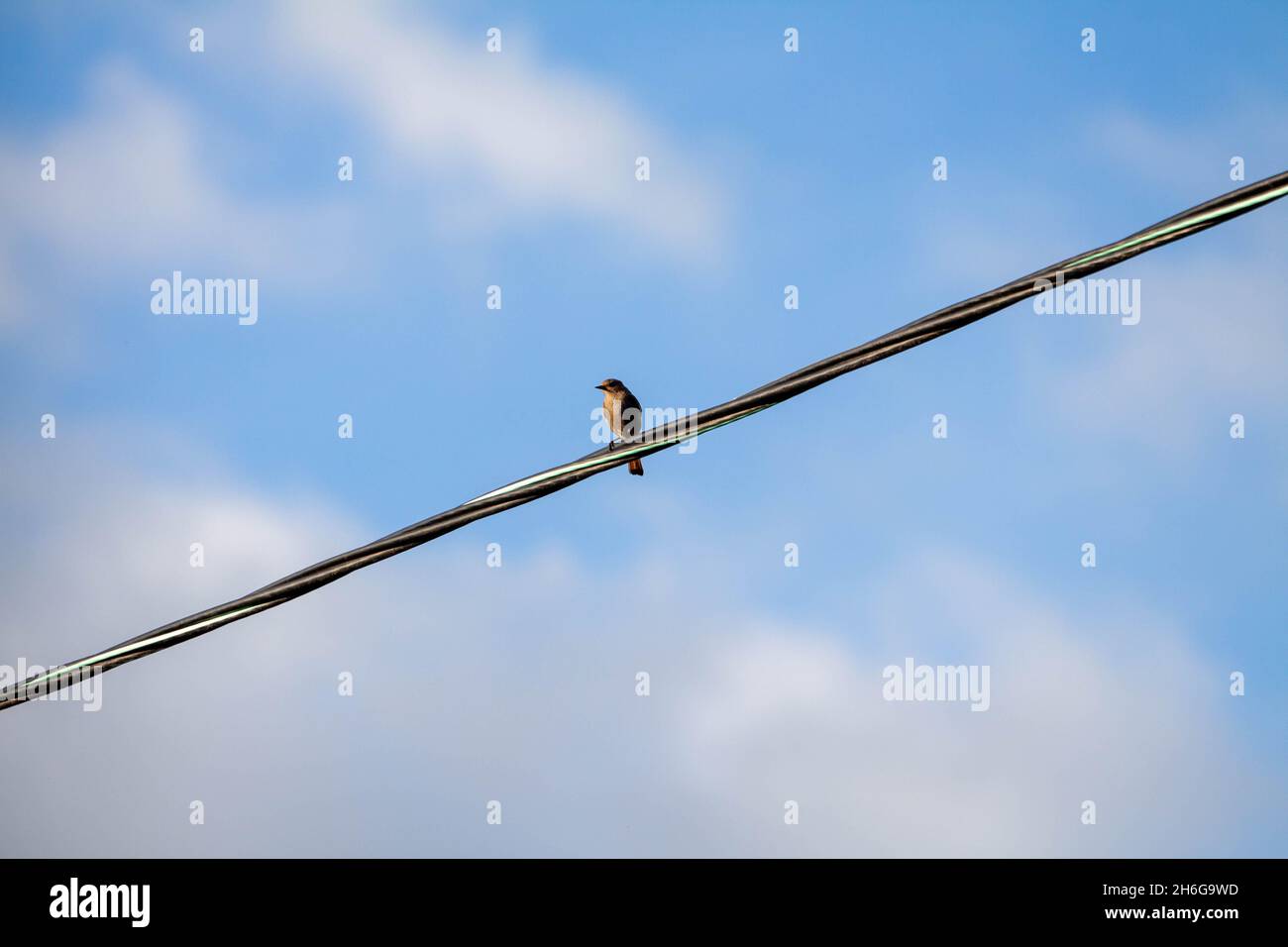 Hermoso cielo azul con nubes y un pájaro sentado en un alambre de línea eléctrica. Pájaros en un alambre contra el cielo azul con nubes Foto de stock
