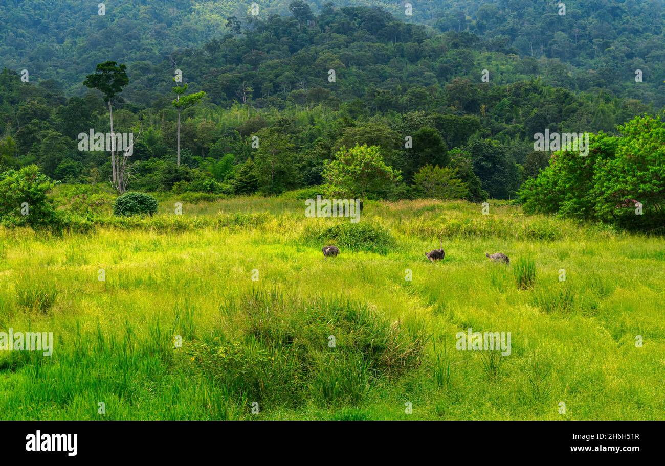 Amplia imagen de paisaje de bosque tropical, hermoso prado verde con un pequeño grupo de Ostrich, fondo de grandes montañas. Foto de stock