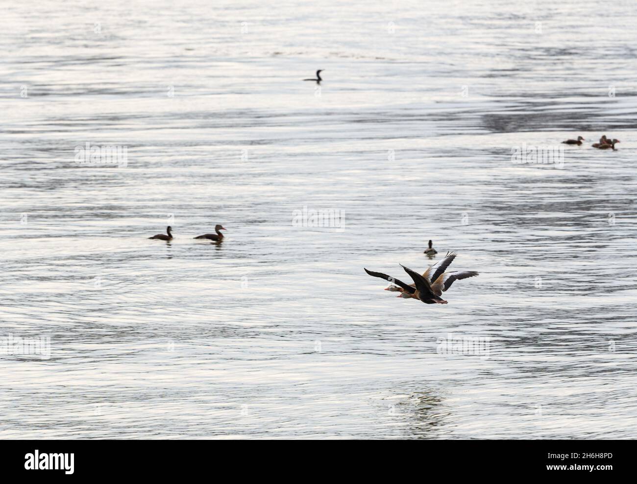 Silbando a los patos de vientre negro en vuelo sobre el río Mississippi en Nueva Orleans, Louisiana, Estados Unidos Foto de stock