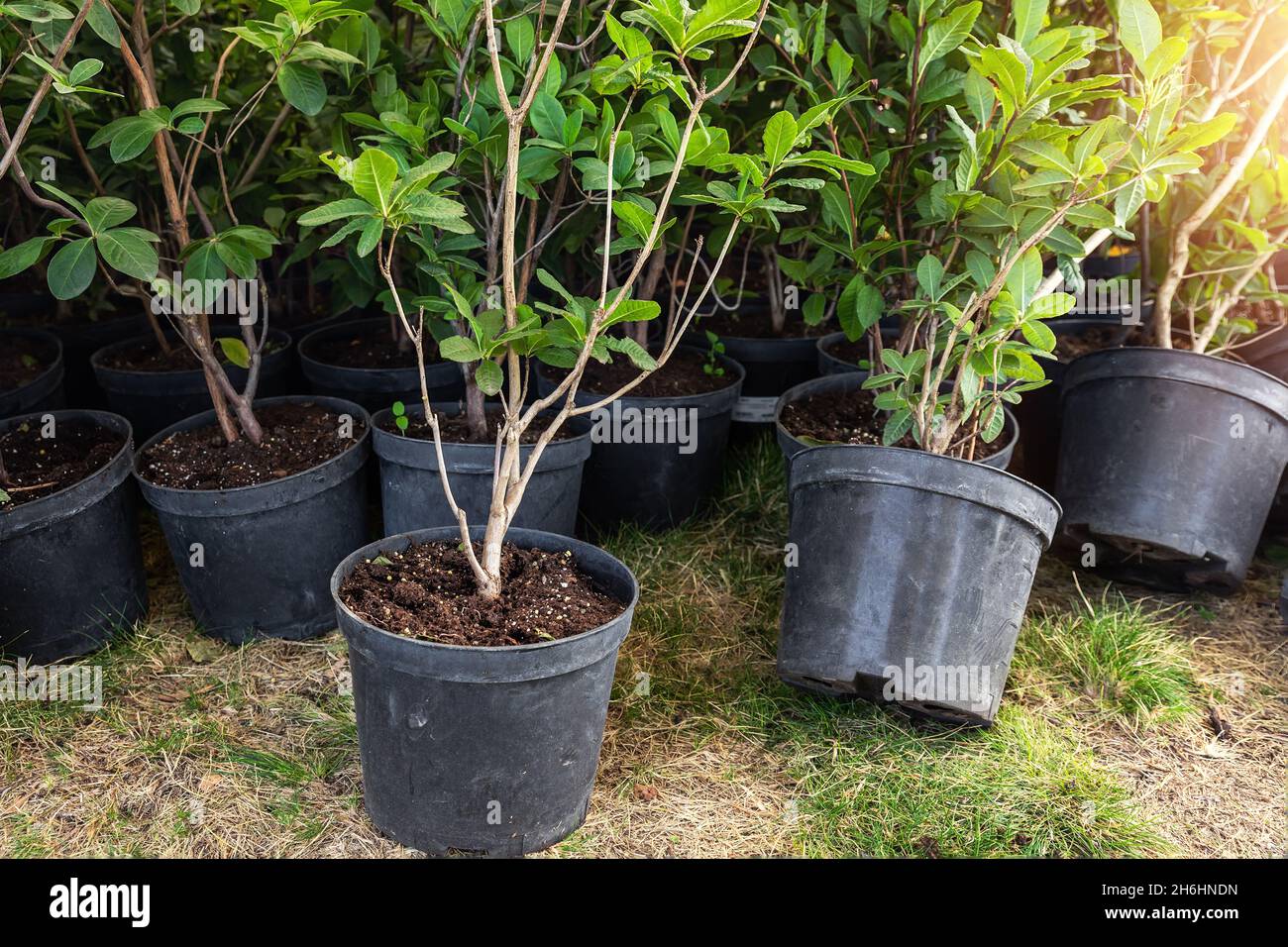 Muchas pequeñas ollas de plástico con rododendron azalea arbustos de flores  preparadas para la plantación ornamental jardín prado día soleado. Planta  estacional Fotografía de stock - Alamy