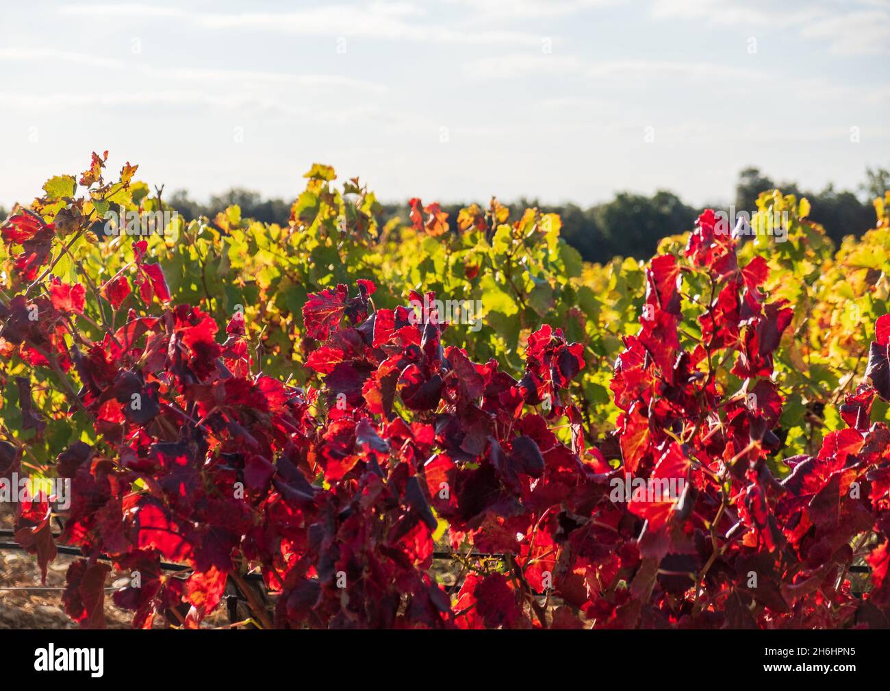 Después de la vendimia las hojas se están volviendo rojas, las viñas otoñales de Grignan, Cotes de Rhone, Francia Foto de stock