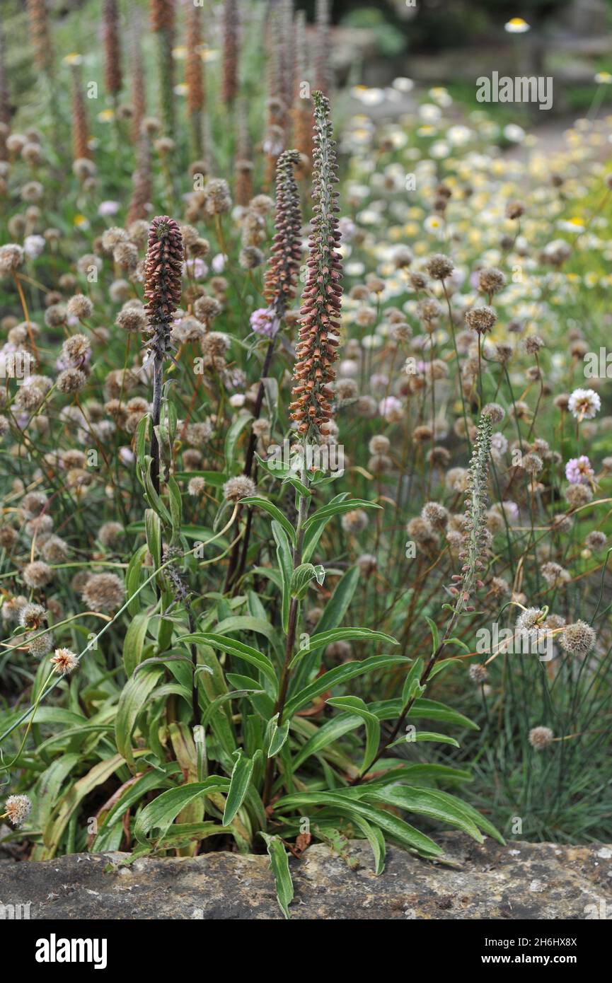 En junio florece un pequeño guante de espuma (Digitalis parviflora) en un jardín Foto de stock