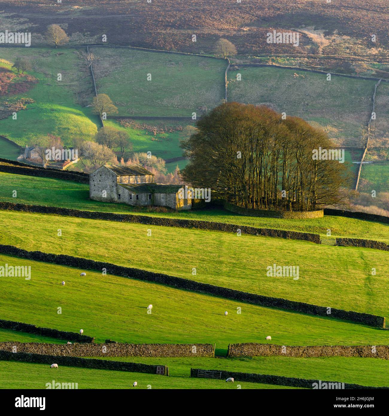 Hermosas tierras de labranza (colina iluminada por el sol, grupo de árboles en la cima de una colina, edificios de granjas aisladas, laderas del valle, tierras altas) - Yorkshire Dales, Inglaterra, Reino Unido. Foto de stock