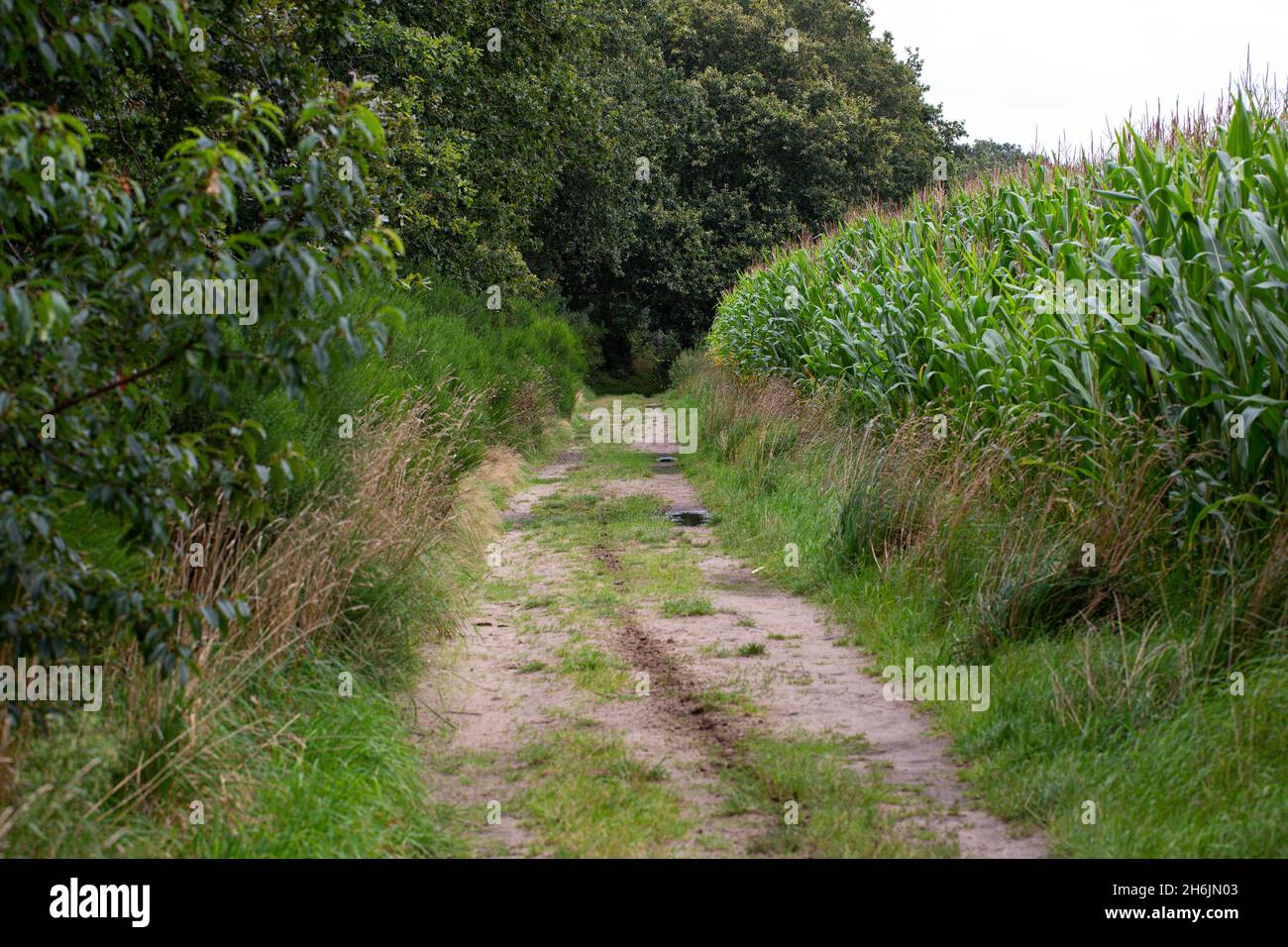 Pista entre el bosque y el campo de maíz, Drenthe, Países Bajos Foto de stock