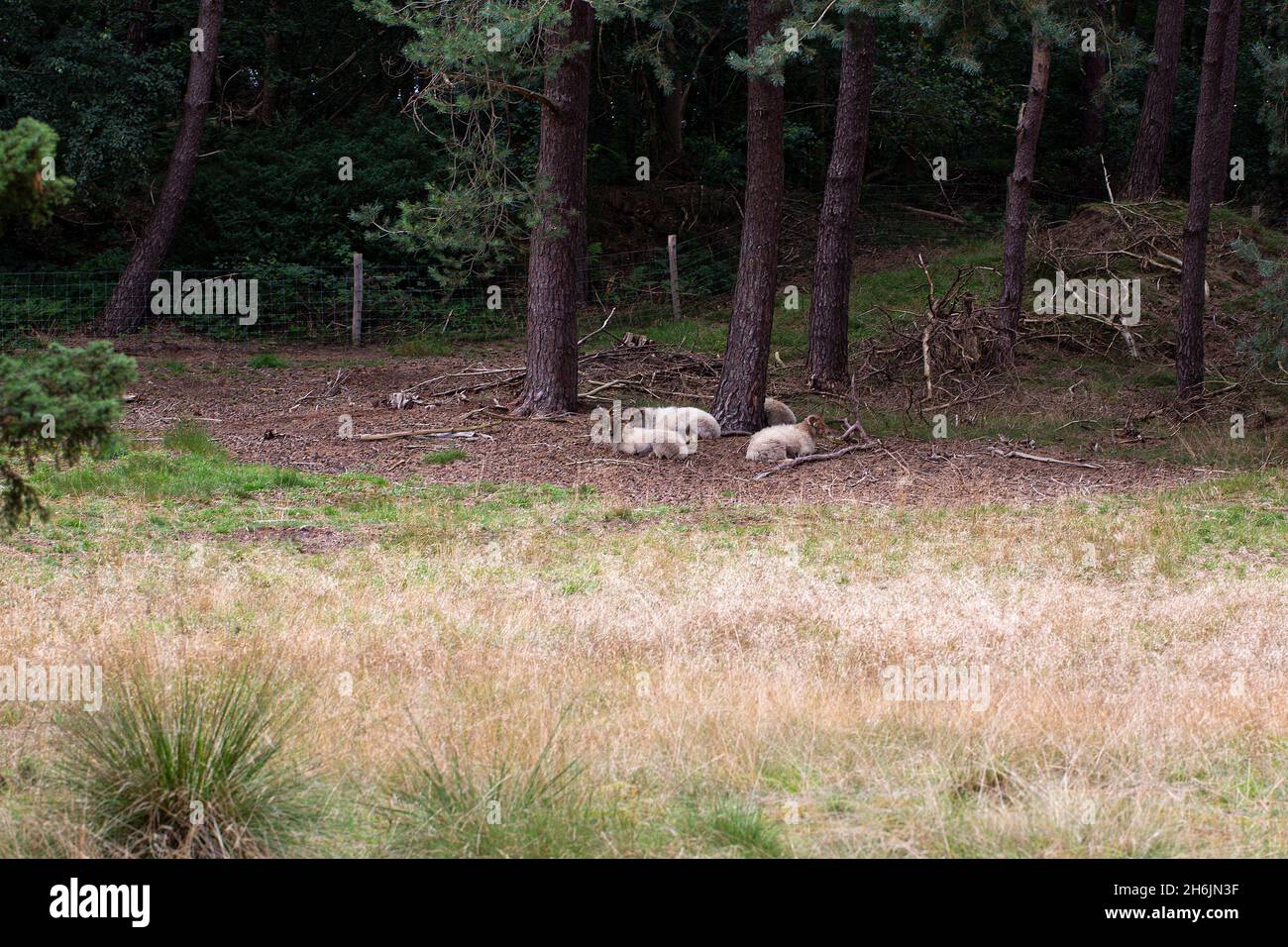 Pequeña manada de oveja Drenthe Heath (Drents Heideschaap) utilizada para el manegement de vegetación en el bosque Foto de stock