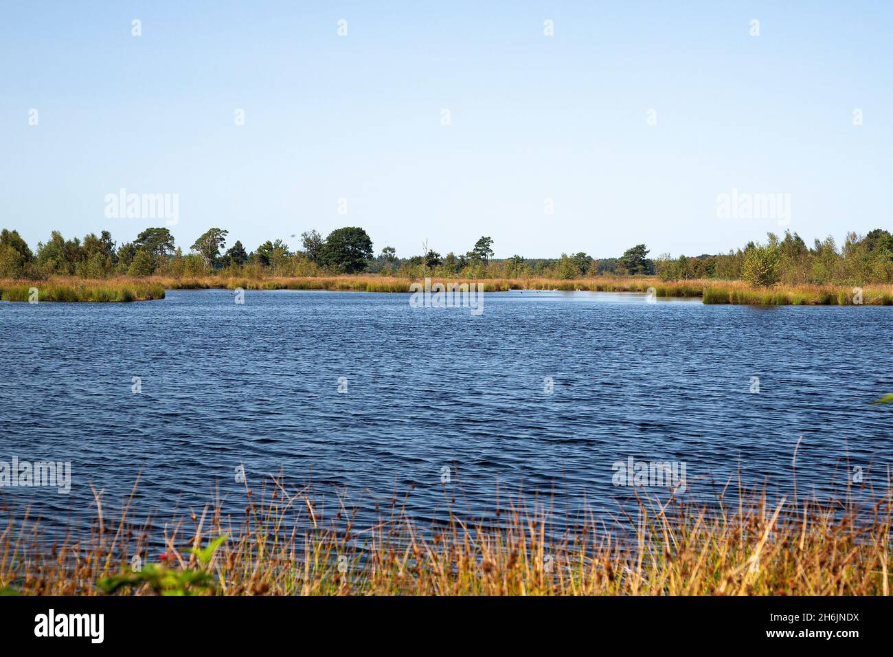 Mero en la salud del Parque Nacional Dwingelderveld; Drenthe, Países Bajos Foto de stock