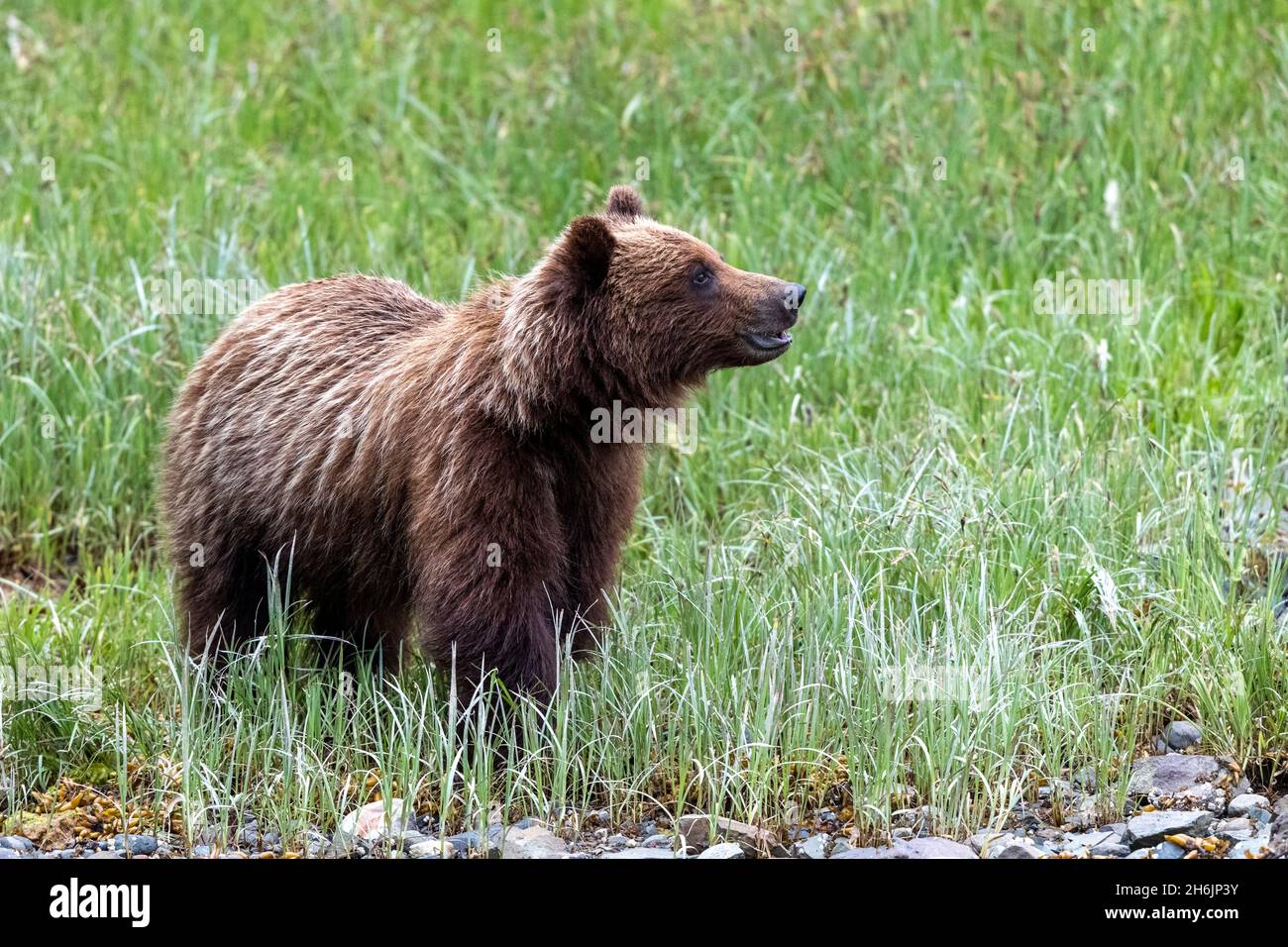 Un joven oso pardo (Ursus arctos, comiendo hierba en el puerto de Pavlof, isla de Chichigof, sudeste de Alaska, Estados Unidos de América, América del Norte Foto de stock