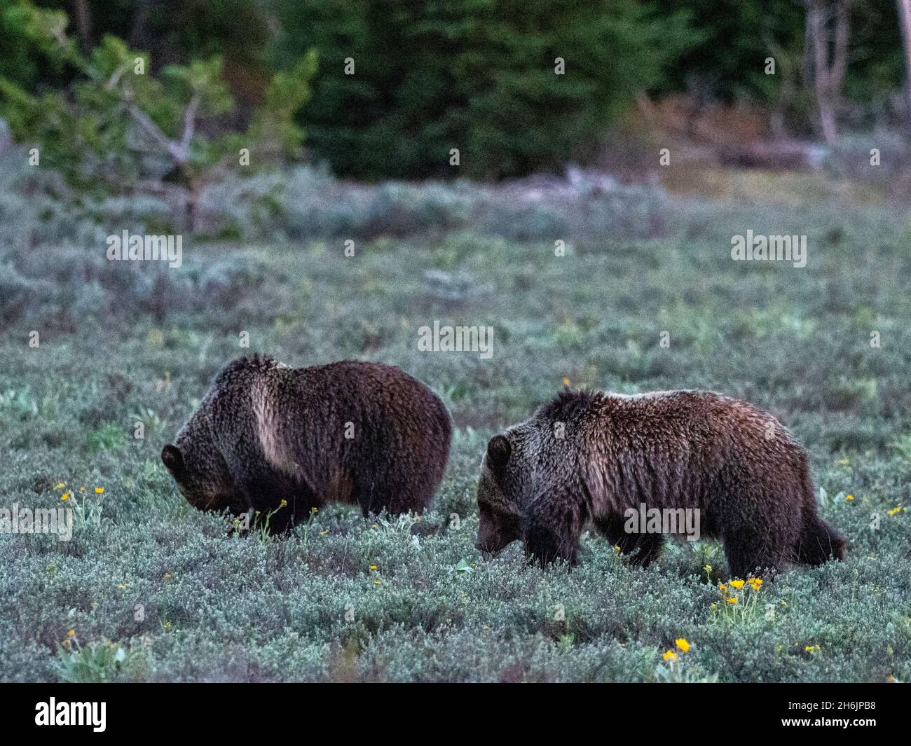 Un par de osos grizzly jóvenes (Ursus arctos, en los arbustos cerca del Parque Nacional Grand Teton, Wyoming, Estados Unidos de América, Norteamérica Foto de stock