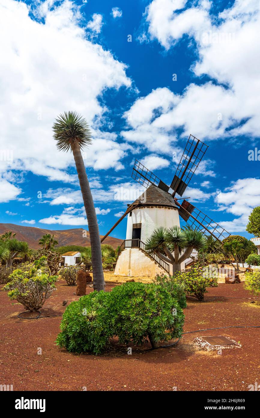 Molino de viento tradicional encalado y plantas en el Jardín de Cactus de Antigua, Fuerteventura, Islas Canarias, España, Atlántico, Europa Foto de stock