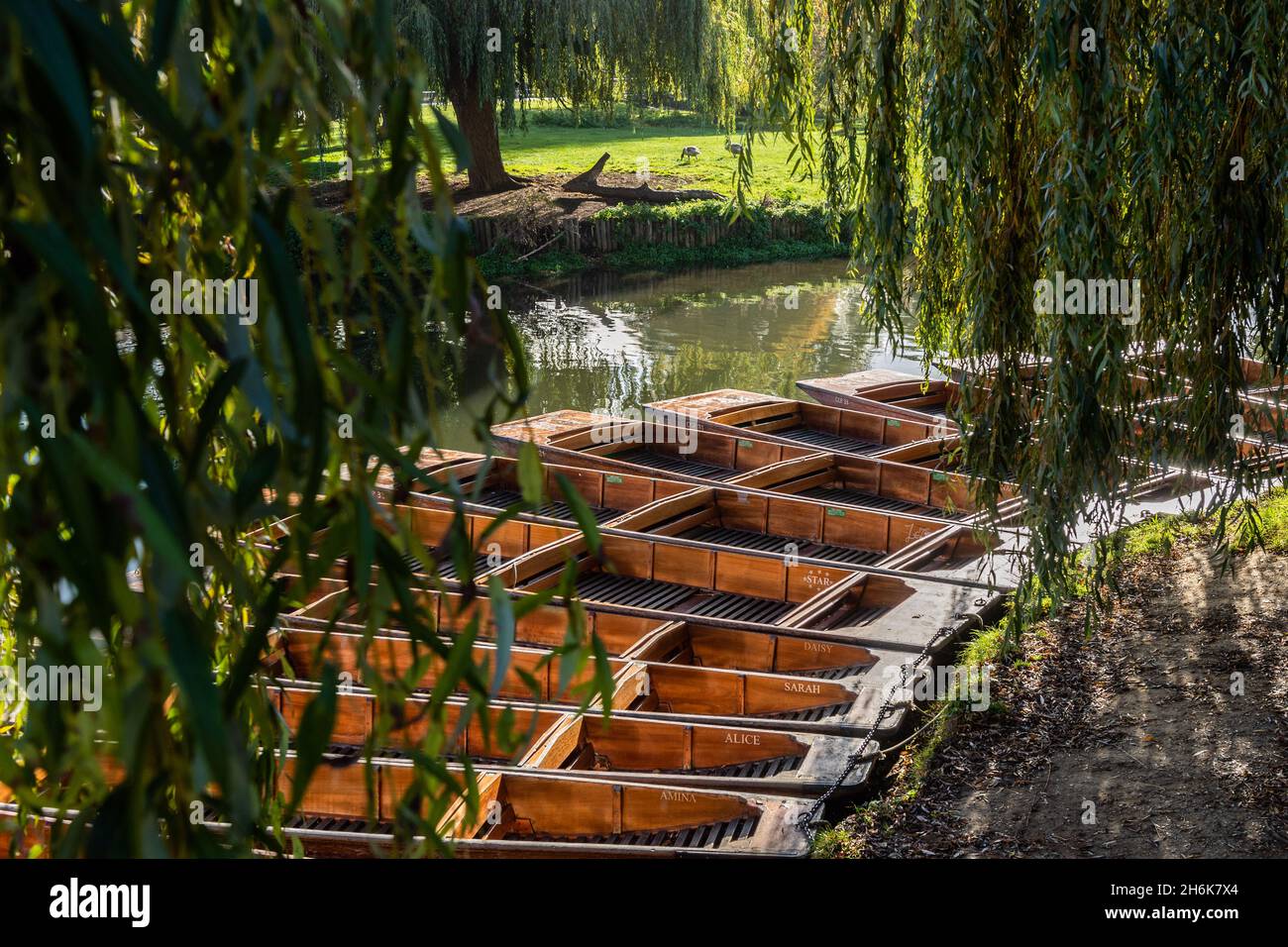 Punts amarrados en el río Cam, Cambridge, Reino Unido. Foto de stock