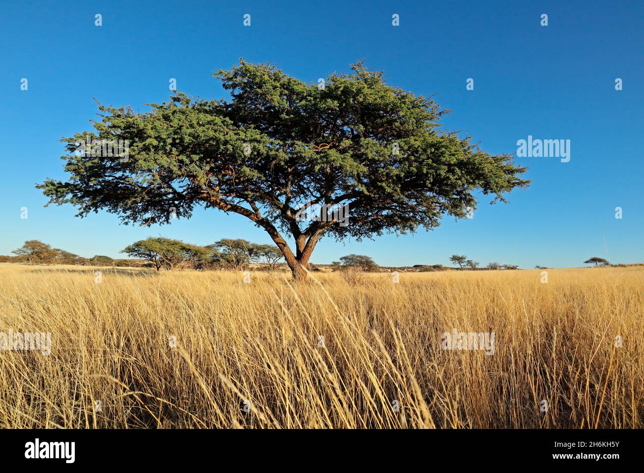Árbol de espino de camello africano (Vachellia erioloba) en pastizales, Sudáfrica Foto de stock