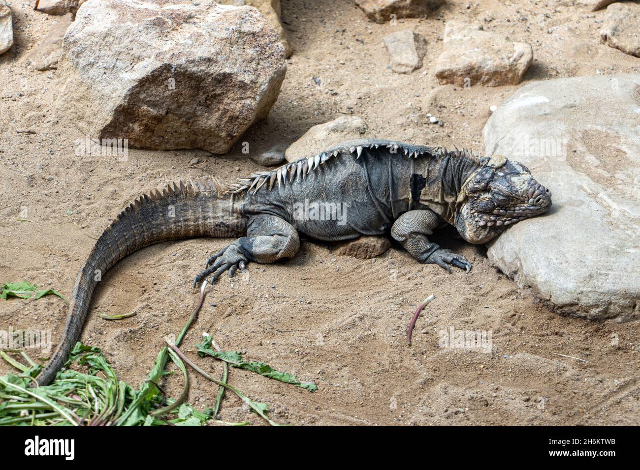 La iguana de roca cubana - iguana de tierra cubana (Cyclura nubila) está descansando sobre un suelo Foto de stock